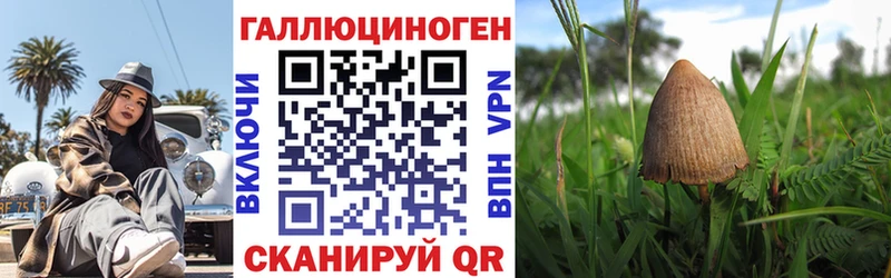 Купить где Советск Псилоцибиновые грибы Psilocybe